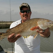 Redfish