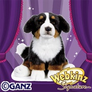 Signature Bernese Mountain Dog