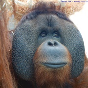 Orangutan