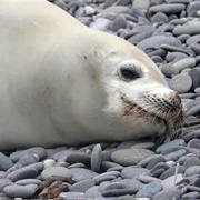 Crabeater Seal