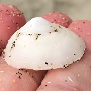White Cap Limpet