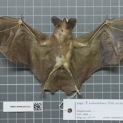 Schultz's Round-Eared Bat