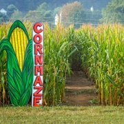 Gone Through a Corn Maze