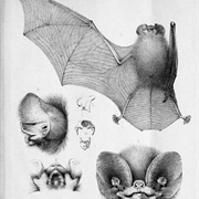 Smoky Bat