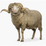 Merino Sheep
