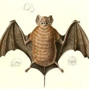 Velvety Free-Tailed Bat