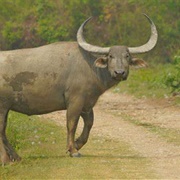 Asian Water Buffalo