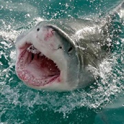 Dying in a Shark Attack: 1 in 3.7M (Live Near Coastline); 1 in 7M (If Not)
