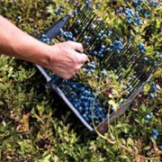 Rake Blueberries