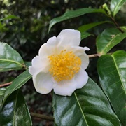 Wild Tea (Camellia Taliensis)