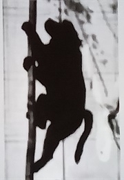 Baboon Climbing a Pole 1887 (1890)