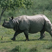 Greater One-Horned Rhinoceros