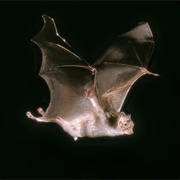 Common Vampire Bat