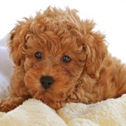 Poodle Puppy