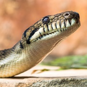 Amethystine Python