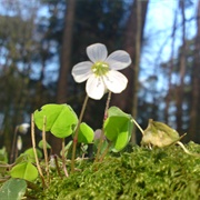 Mountain Woodsorrel (Oxalis Montana)