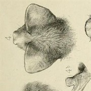 East-Coast Free-Tailed Bat