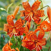 Tiger Lily