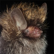 Hkakabo Razi Tube-Nosed Bat (Lance Bass Bat)