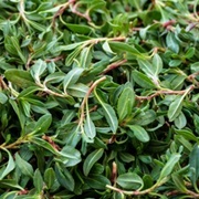 Indian Knotgrass (Polygonum Cognatum)