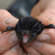 Large-Eared Pied Bat