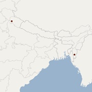 Peters's Tube-Nosed Bat