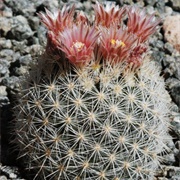 Giant Pincushion Cactus