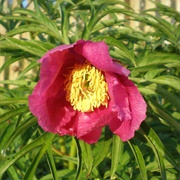 Paeonia Anomala
