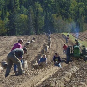 Pick Potatoes