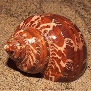 Tapestry Turban Snail (Turbo)
