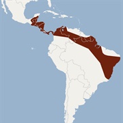 Schmidts's Big-Eared Bat