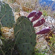 Plains Pricklypear (Opuntia MacRorhiza)