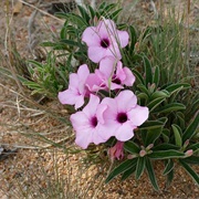 Desert Rose
