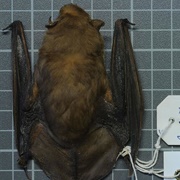 Eastern Greenish Yellow Bat