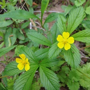 Common Cinquefoil (Potentilla Simplex)