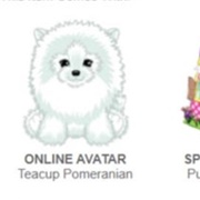 Teacup Pomeranian