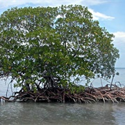 Parc National Des Mangroves, DRC