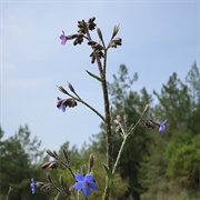 Strigose Bugloss (Anchusa Strigosa)