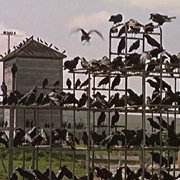 The Birds (1963)