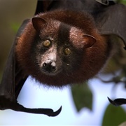 Solomons Flying Fox