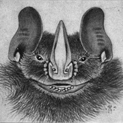 Silver Fruit-Eating Bat