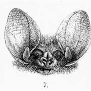 Southeastern Long-Eared Bat