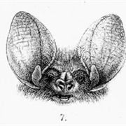 Southeastern Long-Eared Bat