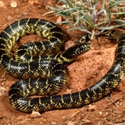 Desert Kingsnake