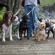 Start Your Own Dog-Walking Service