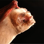 Ghost-Faced Bat