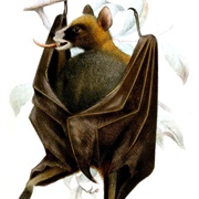 Black-Bellied Fruit Bat