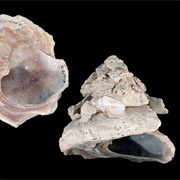 American Carrier Shell