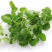 Pea Shoots