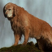 Shadow (Homeward Bound: The Incredible Journey, 1993)